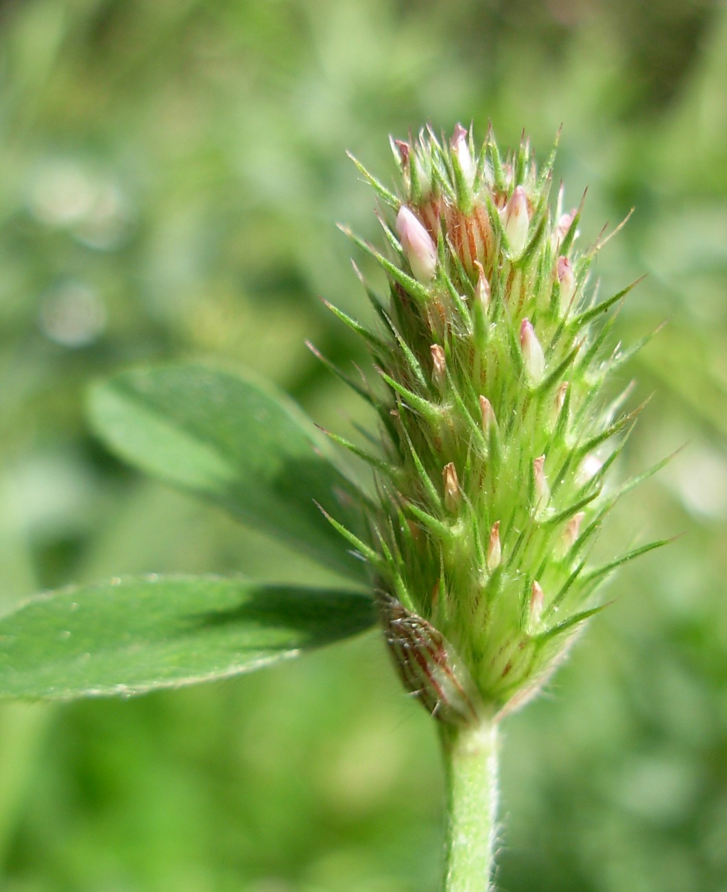 Trifolium striatum subsp. tenuiflorum (Ten.) Arcang.